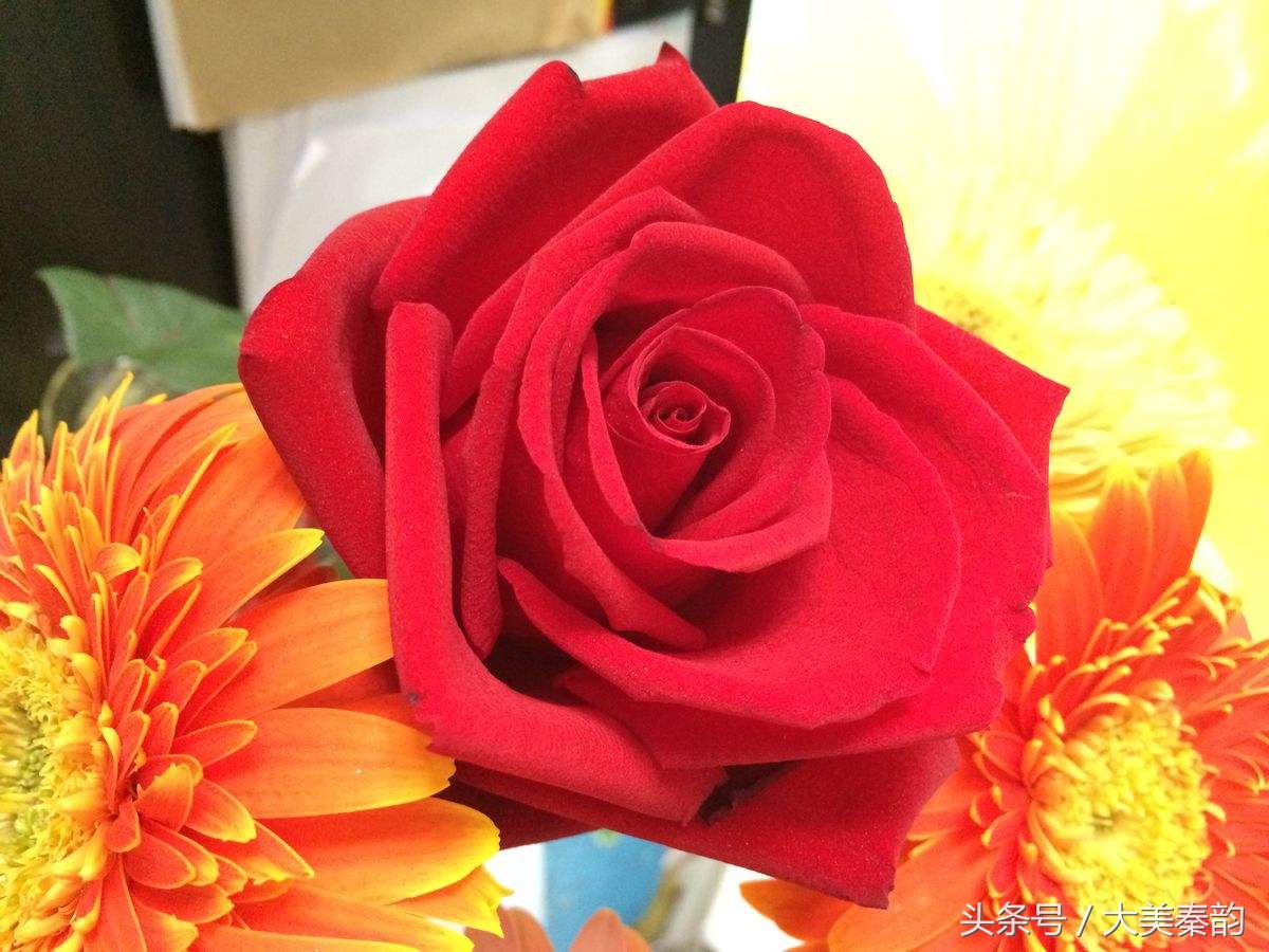 全国各地市花大全,各地市花是什么花