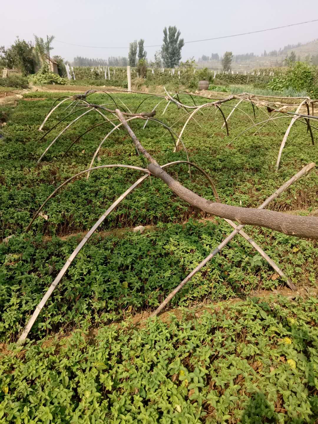 乡镇脱贫攻坚和乡村振兴工作谋划,河南省脱贫攻坚乡村振兴