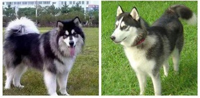 阿拉斯加和哈士奇的区别哪个贵,阿拉斯加和哈士奇养哪一个好