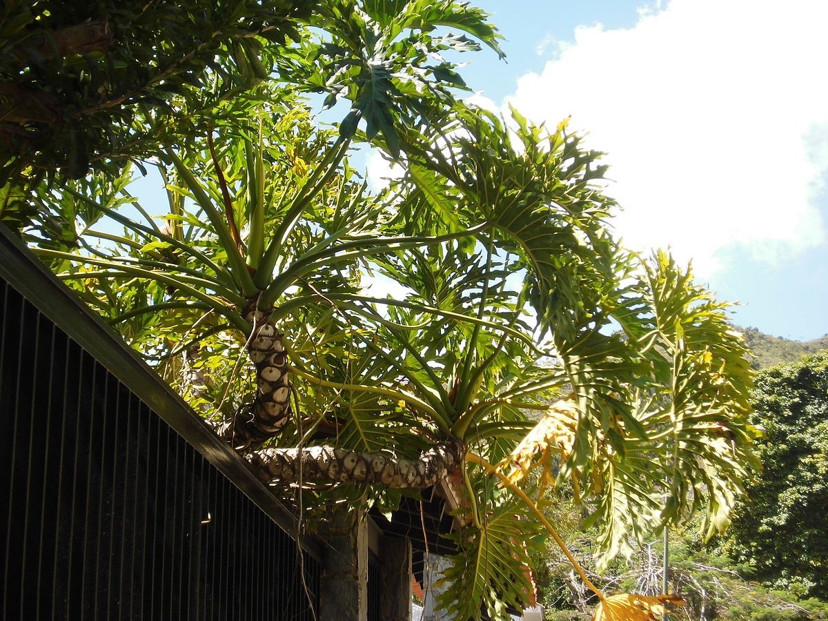 Mufeeling植物养护小百科｜春羽篇