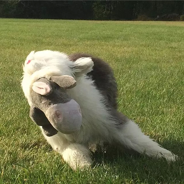 原来古牧就是这么拼出来的,难怪人们这么喜欢它!