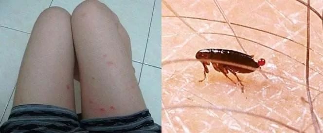 猫咪生病了怎么治疗,猫咪生病怎么办最好的方法