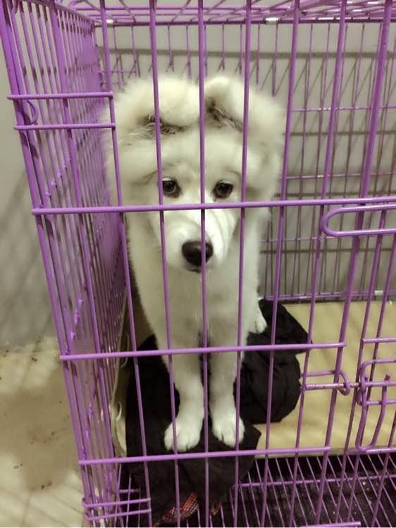 萨摩耶长大会变丑还是变好看,长的很难看的萨摩耶