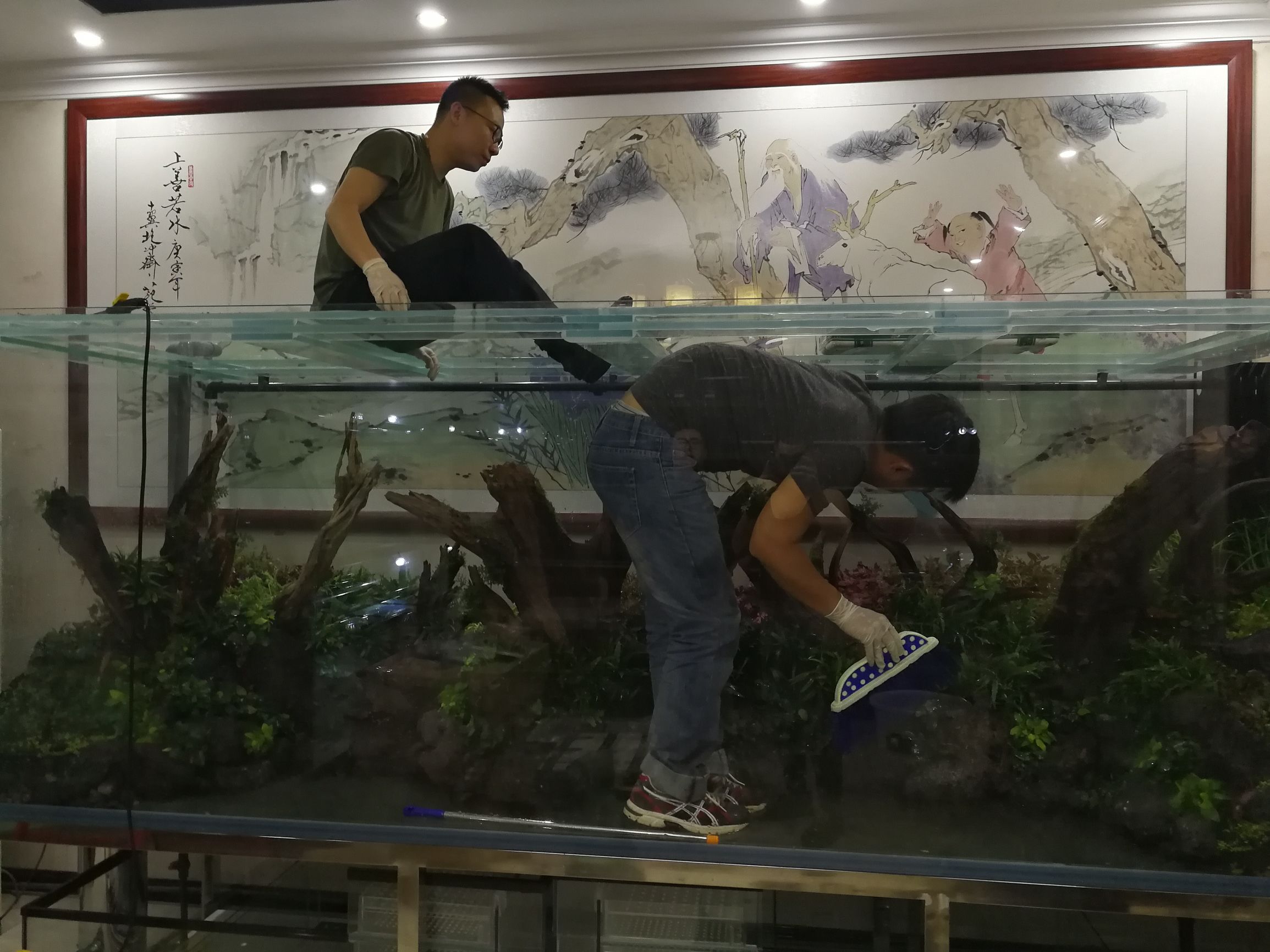 大墙鱼缸,40公分的缸养40的龙鱼