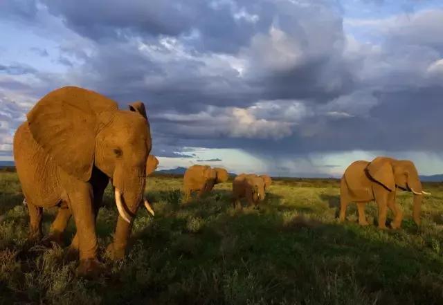 风情非洲｜肯尼亚，野性躁动之美