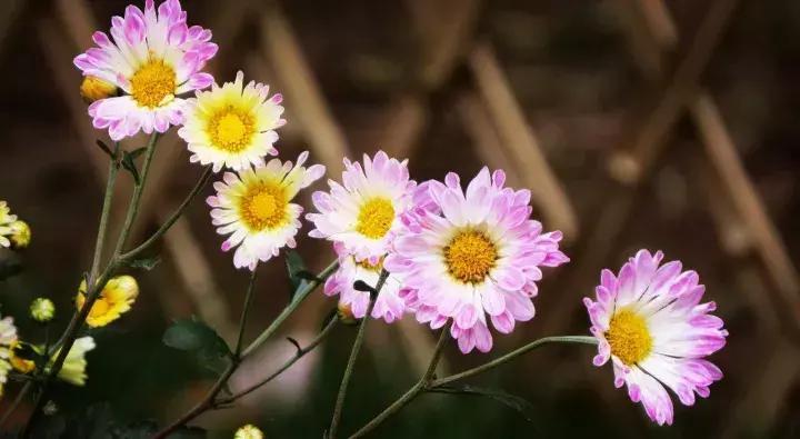 每逢佳节倍思亲又是一年九重阳,九九重阳每逢佳节倍思亲