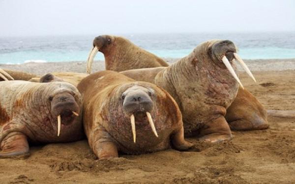 海狮海豹海象三者怎么区分,怎样才能分清海狮海豹海象
