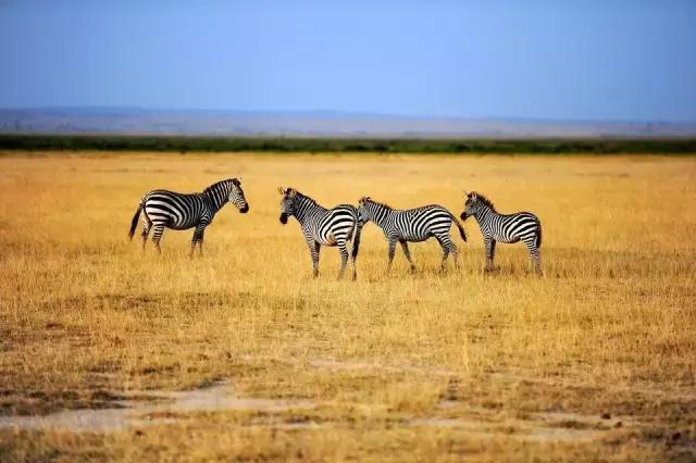 风情非洲｜肯尼亚，野性躁动之美