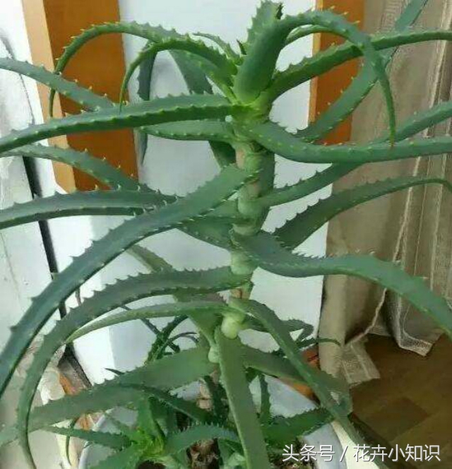 养了几年的芦荟,家里养的芦荟怎么食用