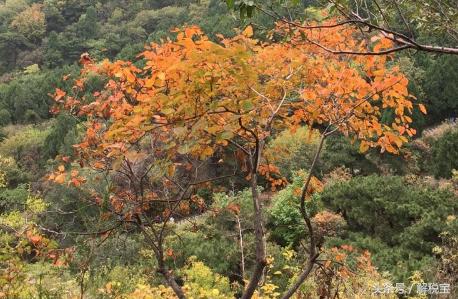 消费税分别采用的计征方法,消费税计税方法三种
