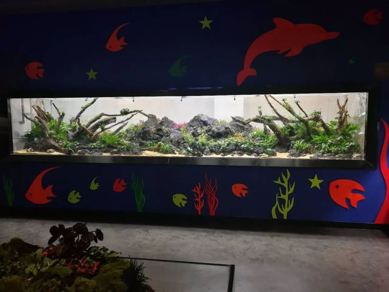 水草缸可以养龙鱼吗,震撼草缸