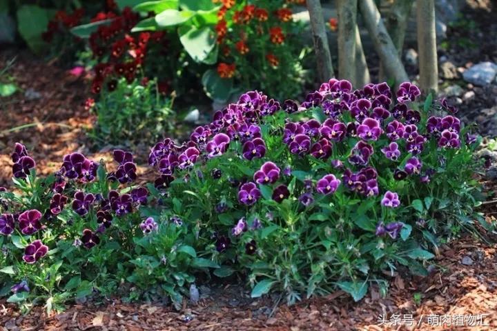 10月适合养的草花 (适合北方的春季草花)