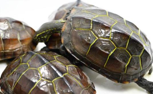 乌龟不吃食物怎么办呢,乌龟冬眠为什么不吃食物