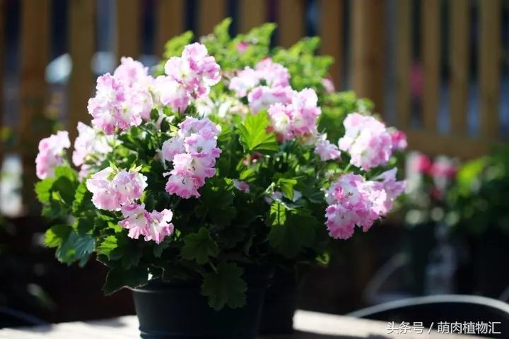 10月适合养的草花 (适合北方的春季草花)