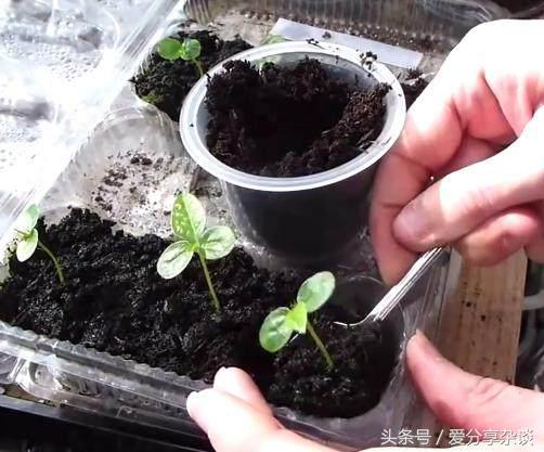 纯天然降压、*眠药安**！阳台都能种，四季收获