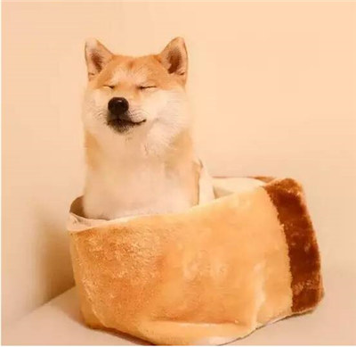 柴犬好养吗柴犬优缺点分析,柴犬优缺点及性格介绍大全