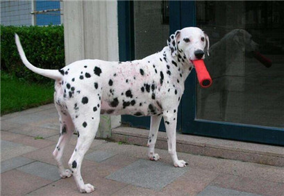 斑点犬容易得什么病,斑点狗疾病怎么预防传染