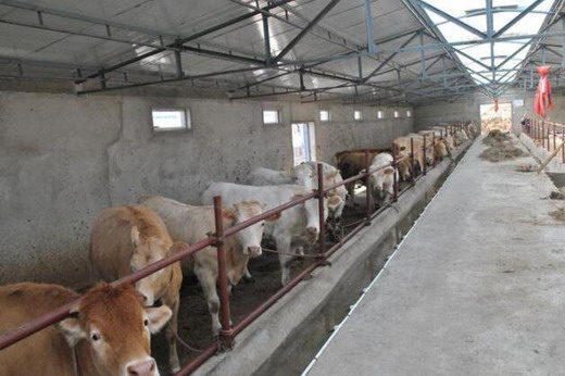 母牛头胎胎儿太大母牛难产怎么办,母牛难产的原因及常用的救助方法