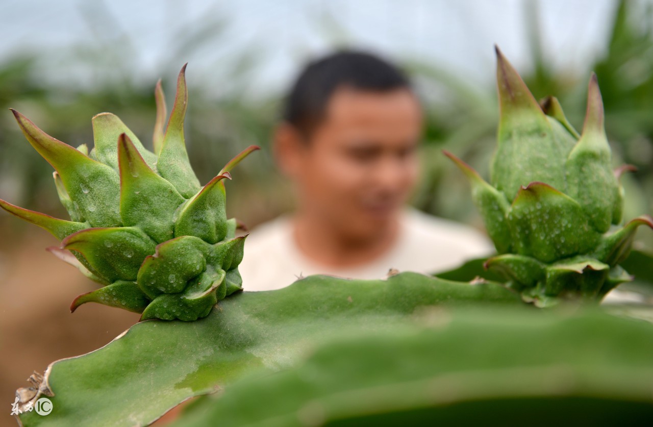 火龙果为什么很难吃,火龙果个头不大怎么办