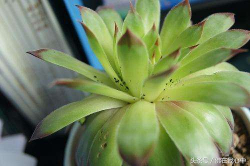 家里的植物长虫了,又不想打农药,可以试试这几种办法