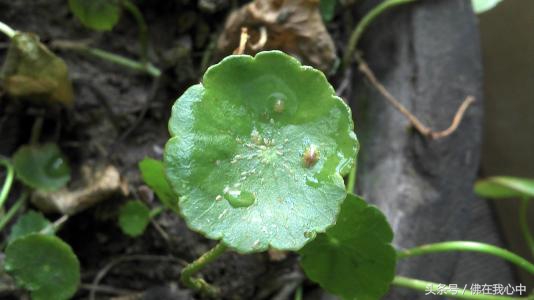 家里的植物长虫了,又不想打农药,可以试试这几种办法