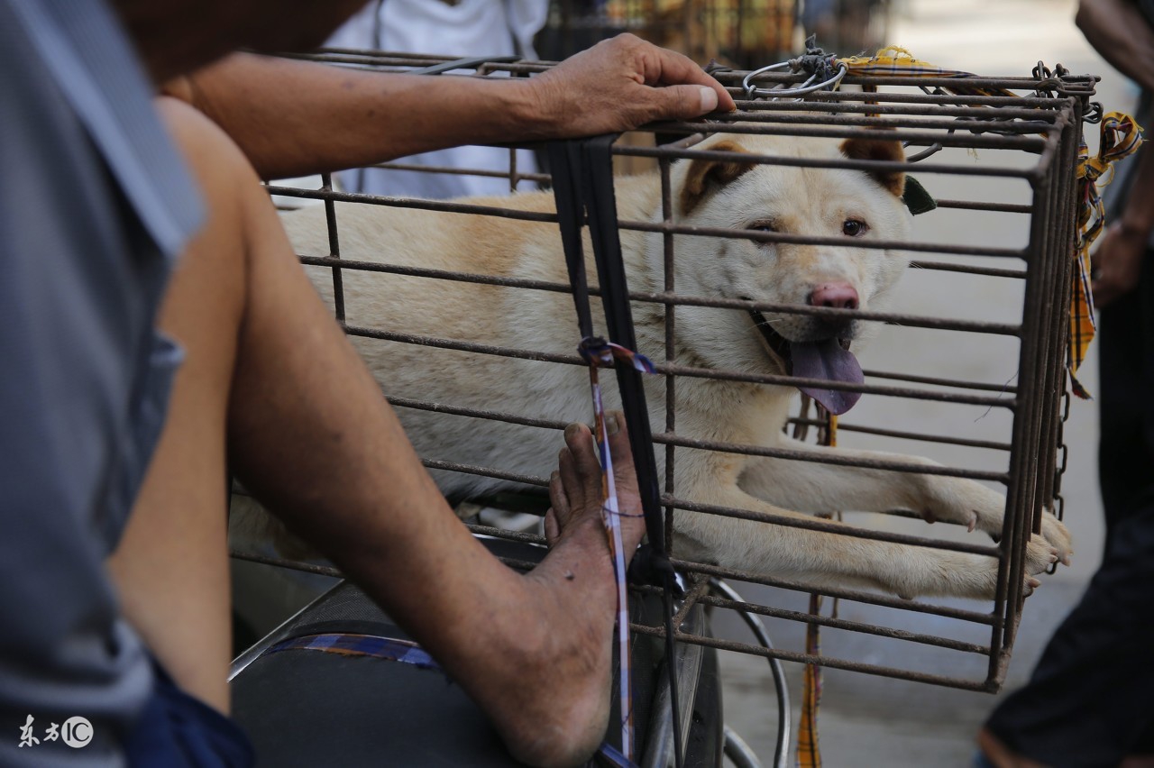 有多少人在讨论吃狗肉的问题,为什么不建议大家吃狗肉