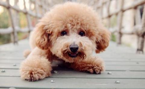 乱投喂动物的危害,泰迪狗是怎么引起肾不好