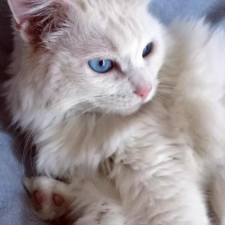 人类吸猫小史,人类吸猫的时候猫是怎么想的