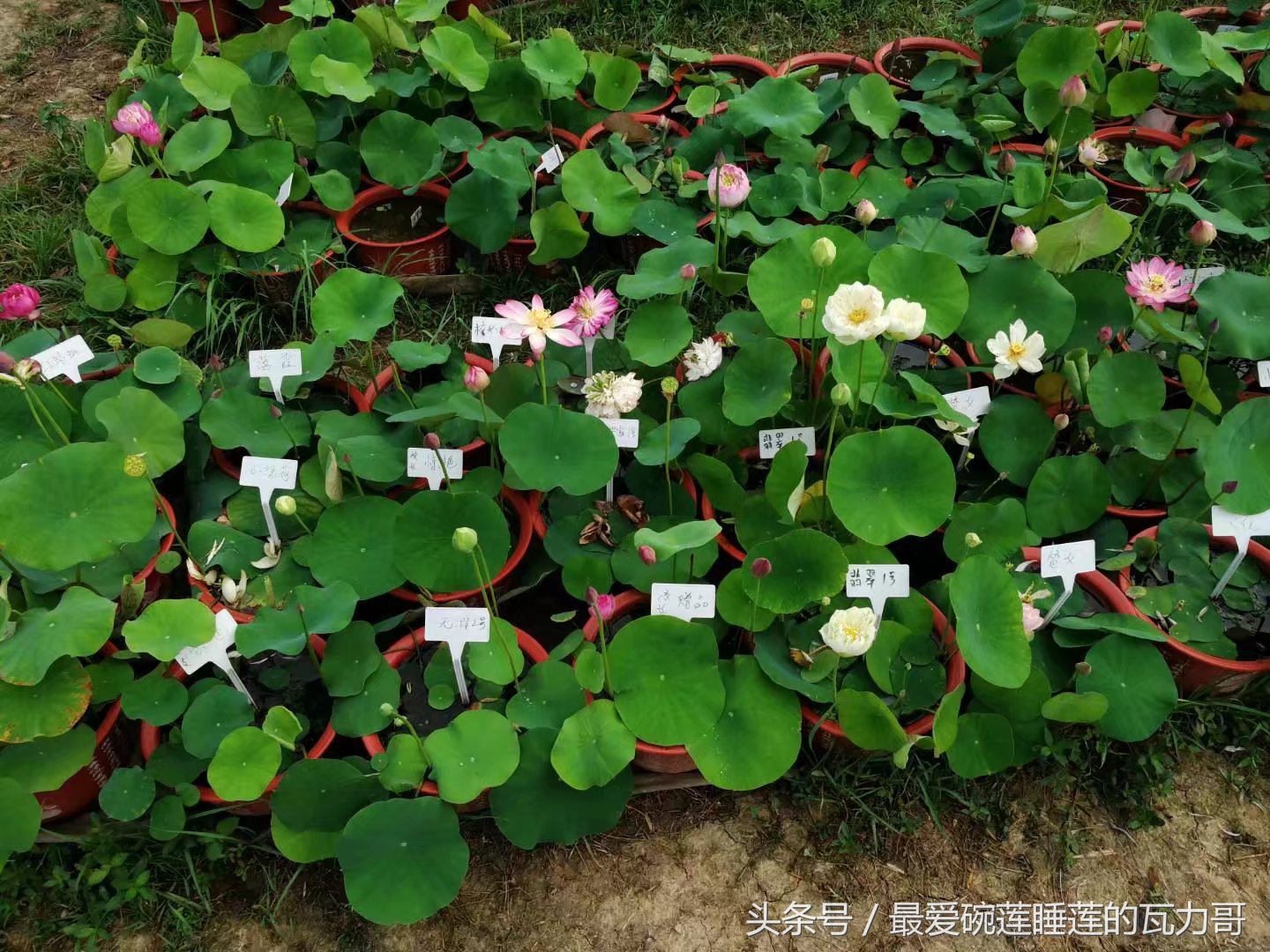 碗莲的养殖方法和忌讳,碗莲种植容器选择方法全过程