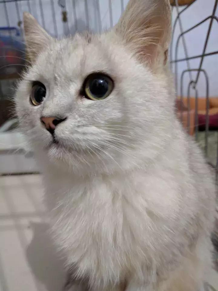 人类吸猫小史,人类吸猫的时候猫是怎么想的