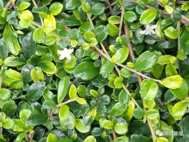 美丽香约香盈月之对照