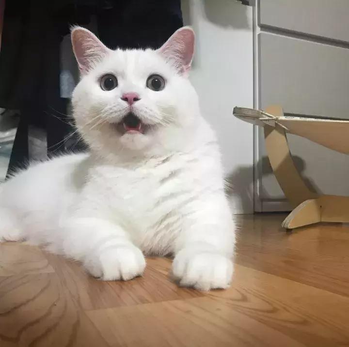 人类吸猫小史,人类吸猫的时候猫是怎么想的