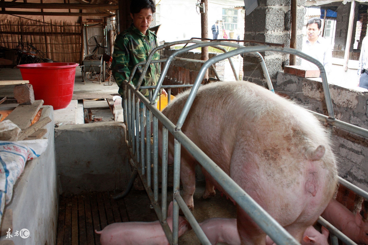 冬季断奶母猪管理五要点，别说我没告诉你，养猪人！