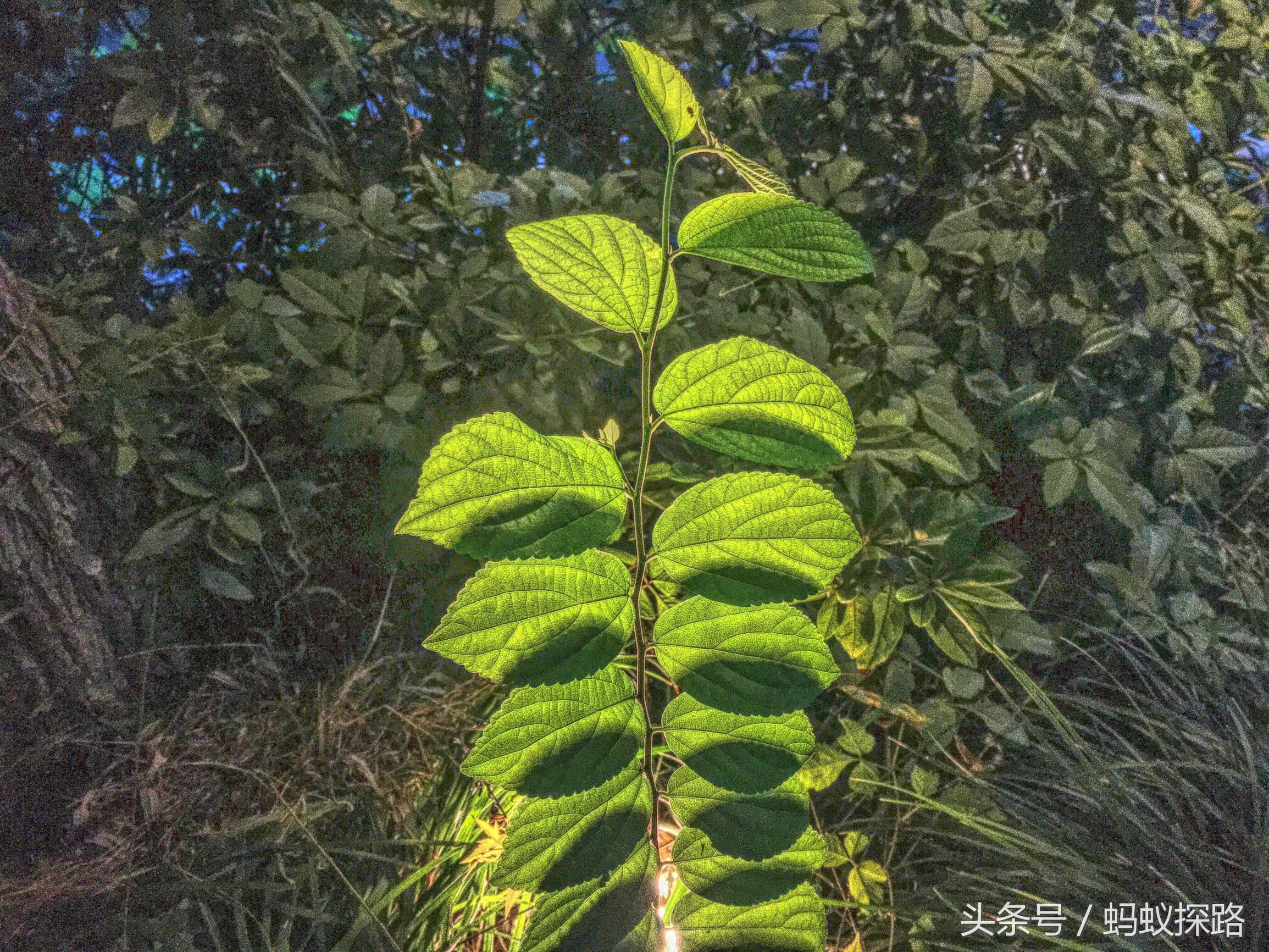 杭州的小河直街,小河直街历史文化街区游玩攻略