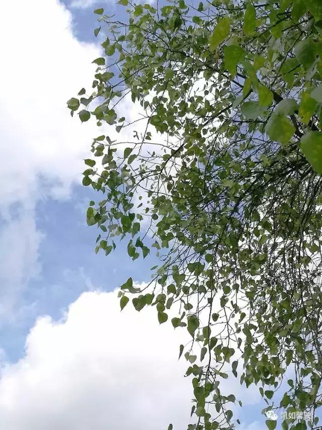 美丽香约香盈月之对照