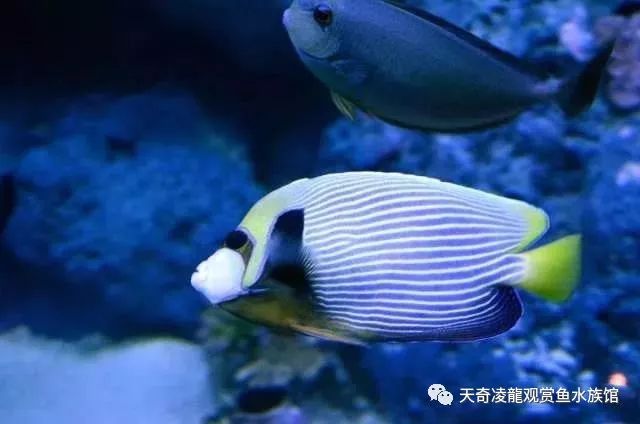 不换水的海水缸，放入新鱼就死，什么情况？