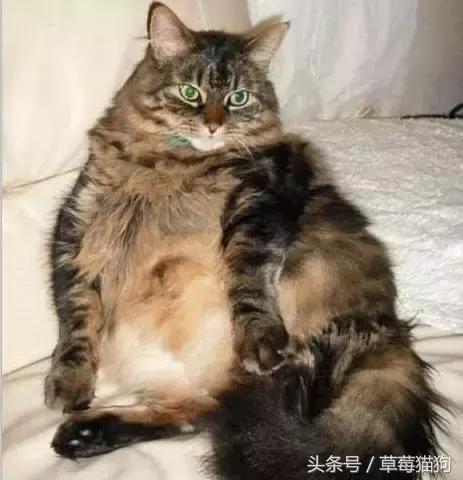 家里来客人，老爸把狗狗的零食拿出去招待，我至今没有敢说实话