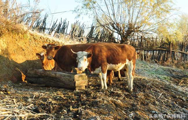养牛技术与牛病的防治,牛常见病防治技术