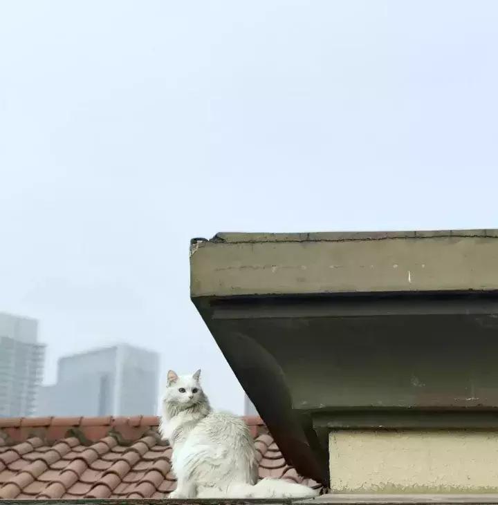 人类吸猫小史,人类吸猫的时候猫是怎么想的