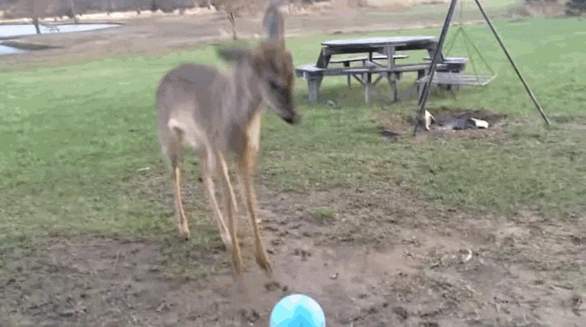 100张搞笑的动物图片,足球场上的动物搞笑gif