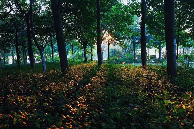 去东湖逛一圈,夏天去东湖哪个景区好玩