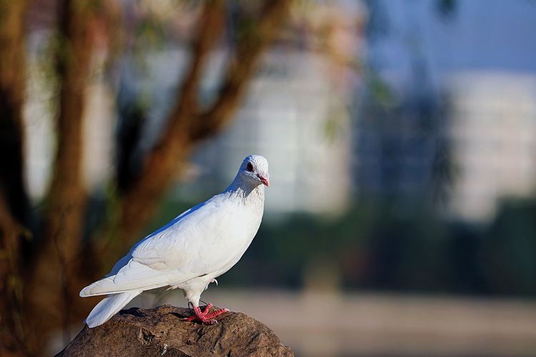 去东湖逛一圈,夏天去东湖哪个景区好玩
