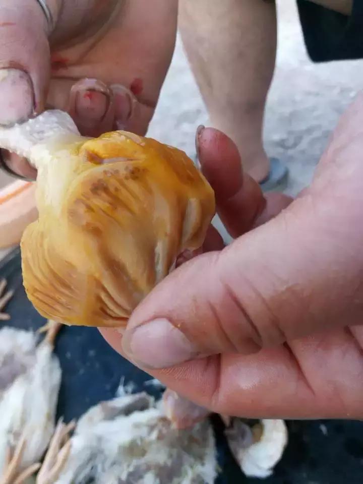 鸡肌胃炎和腺胃炎传染吗,鸡群腺胃炎的症状表现有哪些