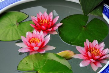 睡莲盆栽养护方法教程图解,盆栽睡莲的种植方法和注意事项