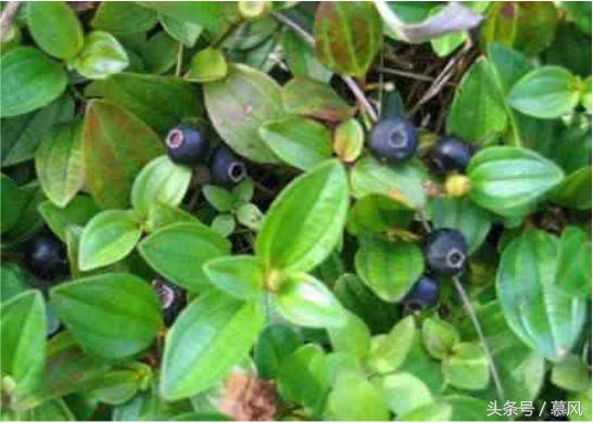 童年的野果味道,童年的回忆又香又甜的野果