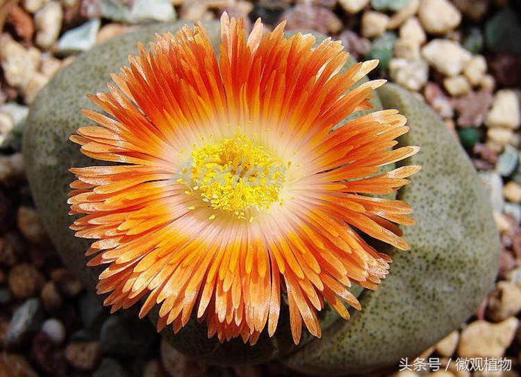 多肉植物屁股,长得像屁屁的多肉植物