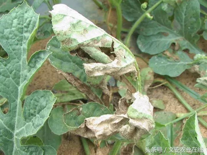 早疫病和晚疫病怎么区别,哪些病害属于晚疫病