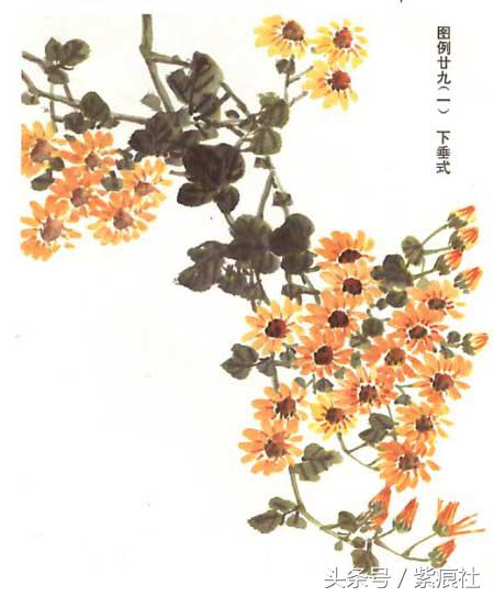 国画中球形菊花怎么画好看,名家画菊花的简单画法