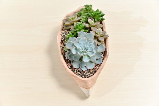 最好养的蓝色多肉,蓝石莲蓝色多肉