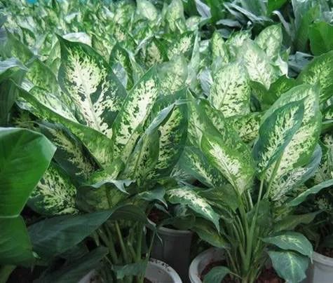 秋季对咽喉保养最好方法,秋冬嗓子疼多吃什么水果